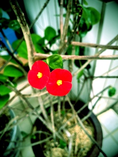 �X�p�Q�b�e�B�ƃ����^��