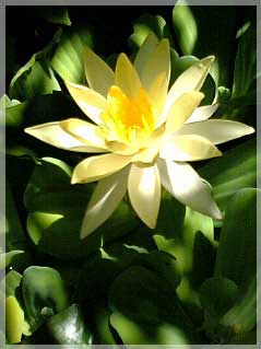 ���ꂪ���������J���Ȃ�